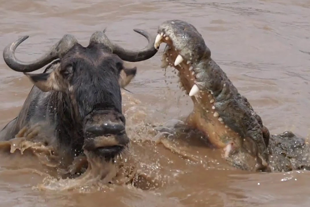 Chien thuat an nap va ket lieu con moi cua ca sau song Nile hinh anh