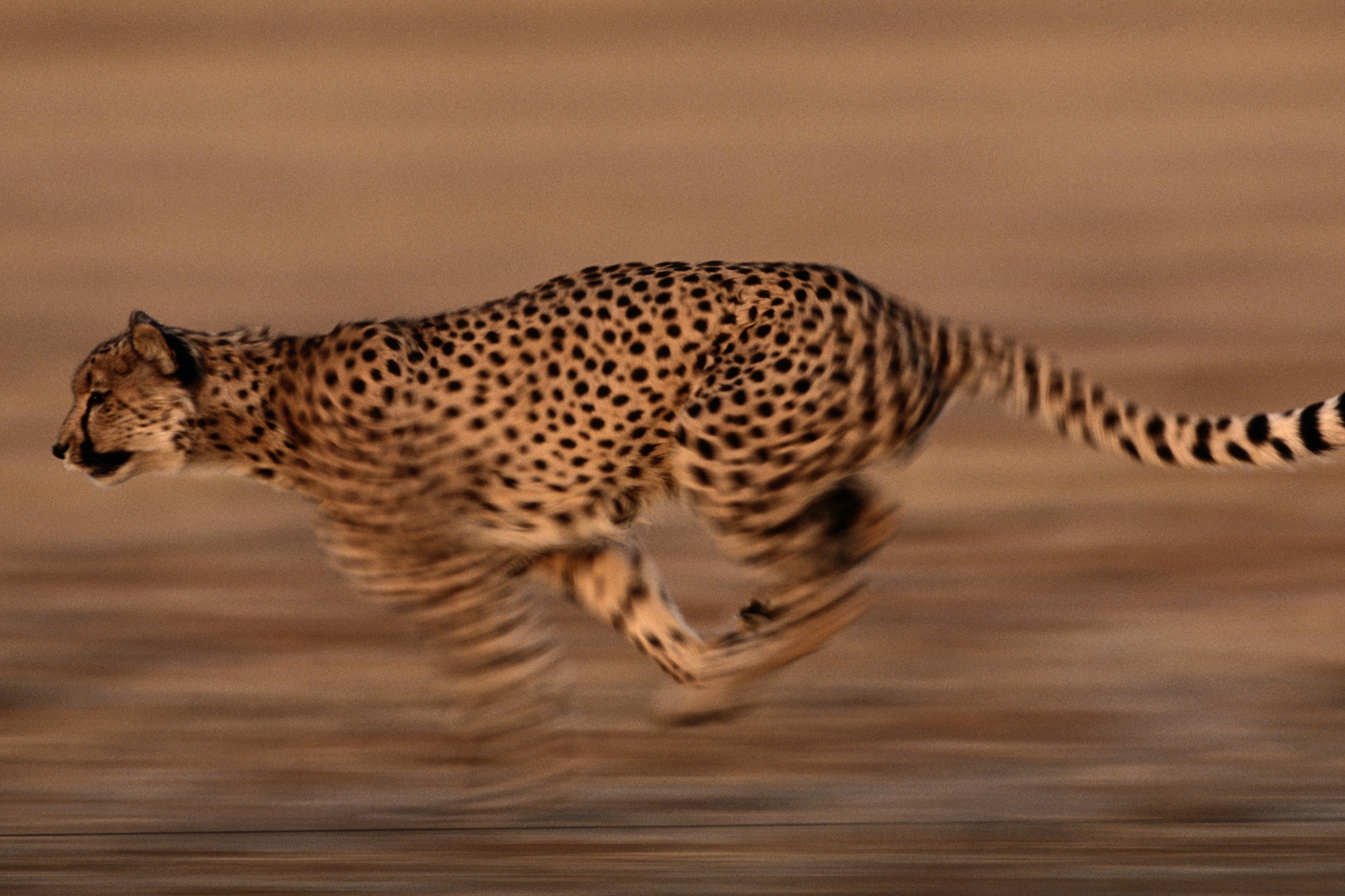 Cach san moi cua loai bao nhanh nhat the gioi hinh anh