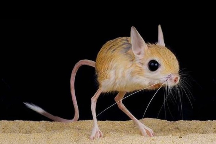 Vu khi bi mat giup chuot nhay chay thoat ke di san hinh anh