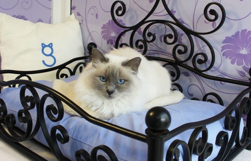 Khach san dang cap 5 sao danh rieng cho meo hinh anh