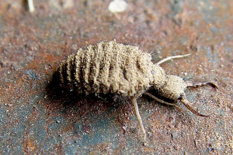 Cach san moi cua kien su tu tren sa mac 70 do C hinh anh