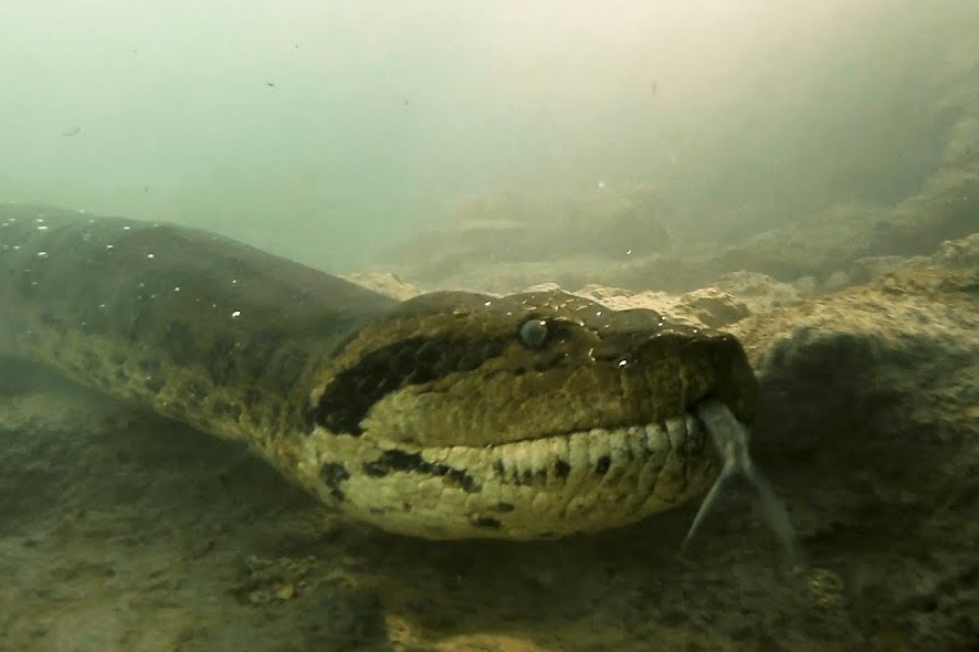 Mat doi mat voi tran Anaconda khong lo dai 7 m hinh anh