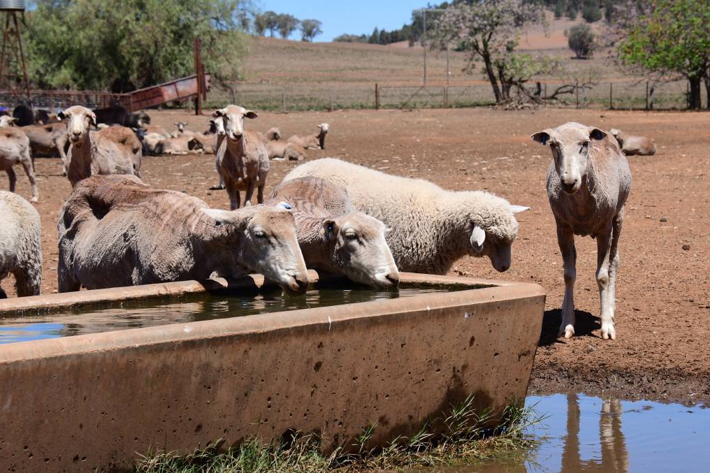 Nguoi dan lap mang nuoc cho dong vat truoc chay rung o Australia hinh anh