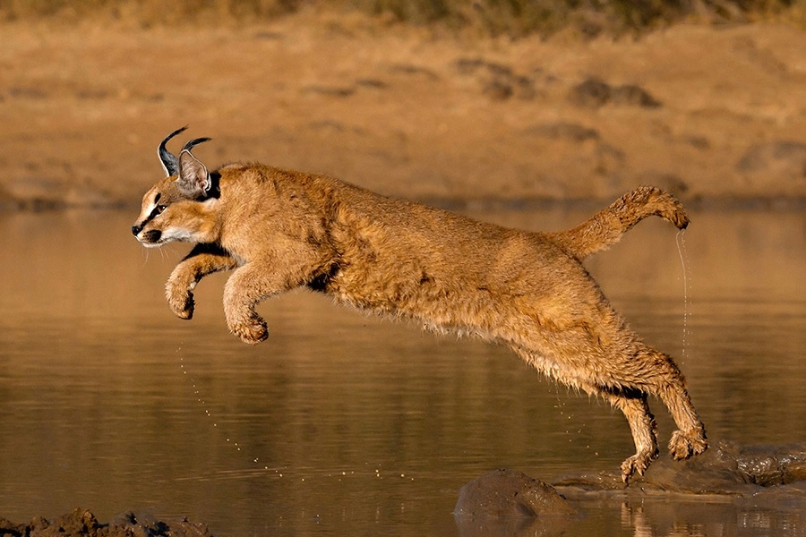 Cach bat cao san moi cua linh mieu sa mac hinh anh