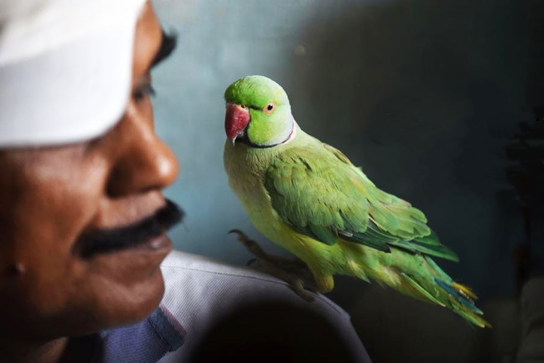 Tho may anh duoc menh danh la nguoi chim o An Do hinh anh