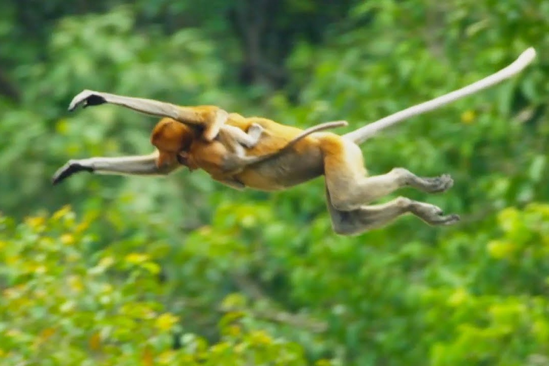 Dan khi nhay xuong dong song day ca sau hinh anh