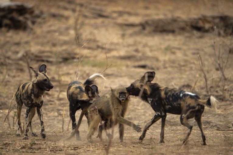 Khi dau cho bat luc nhin ke san moi an thit con hinh anh