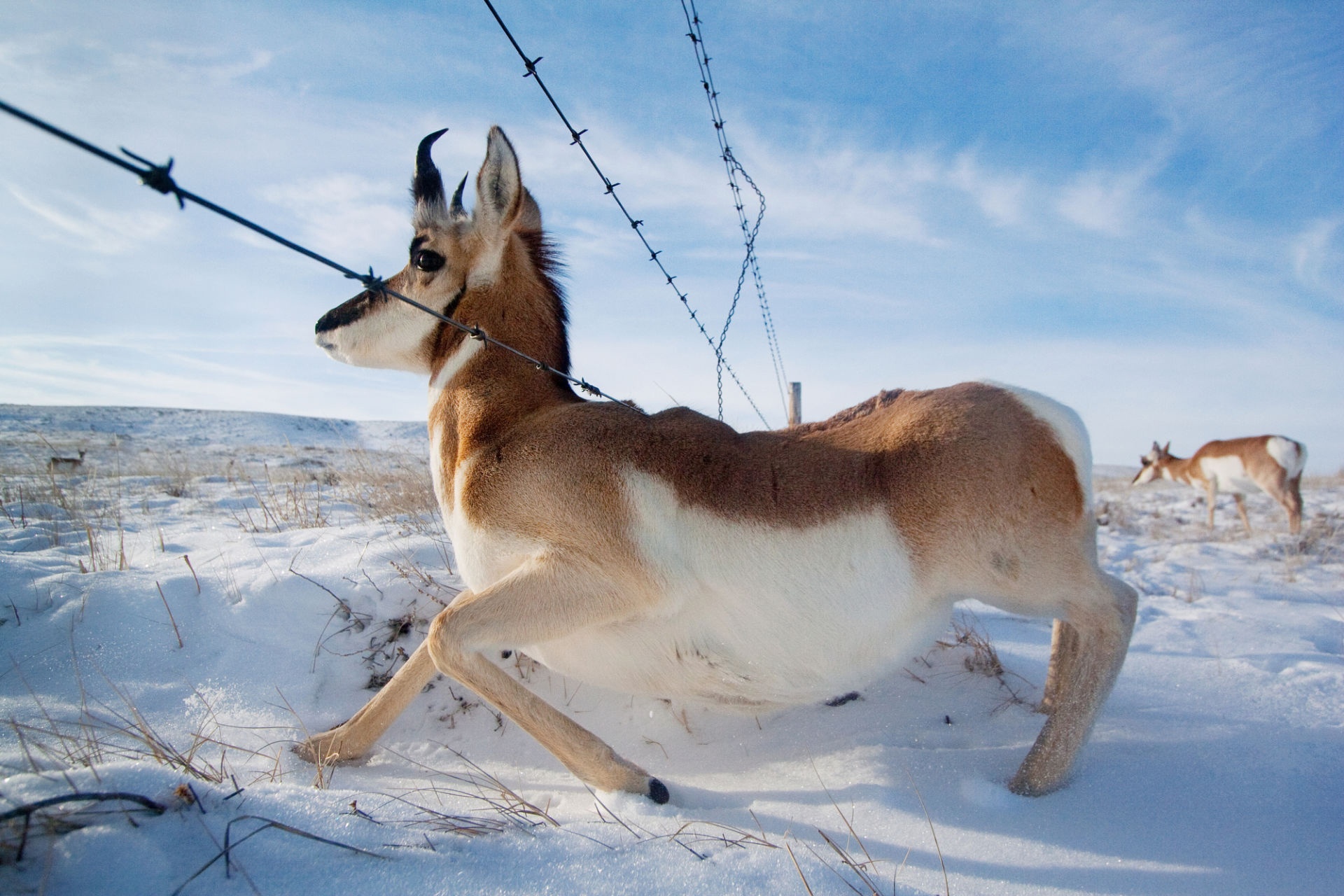 Xa hoi hien dai anh huong cac loai dong vat nhu the nao? hinh anh