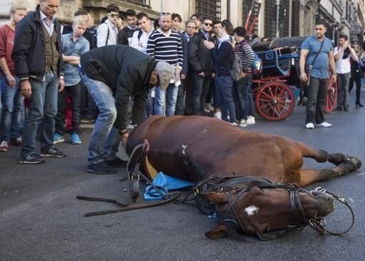 Hien thuc den toi cua nhung con ngua keo xe du lich hinh anh