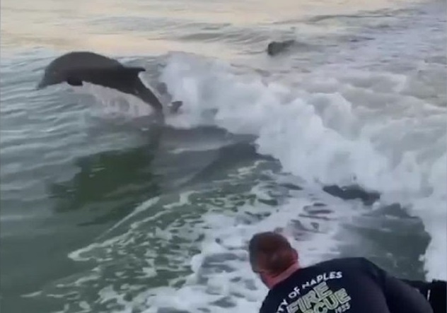 Dan ca heo boi theo thuyen cua linh cuu hoa hinh anh