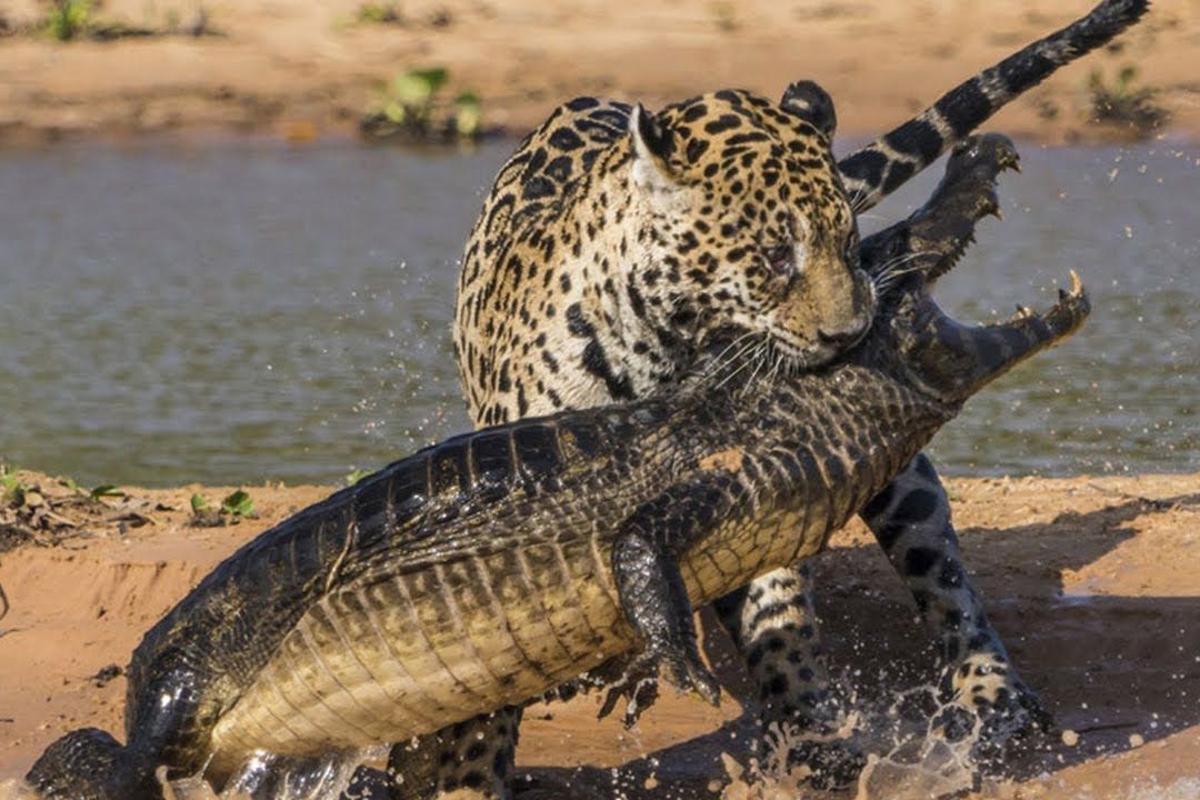 Cuoc chien can suc giua ca sau va bao dom hinh anh