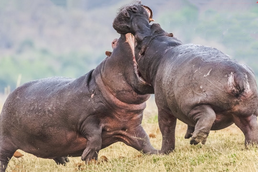 Ha ma duc danh nhau gianh quyen giao phoi hinh anh