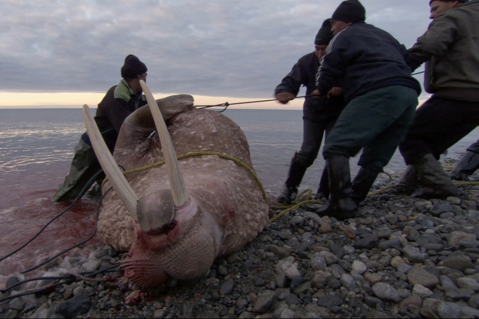 Nghe san hai ma nang 2 tan o Bac Cuc hinh anh