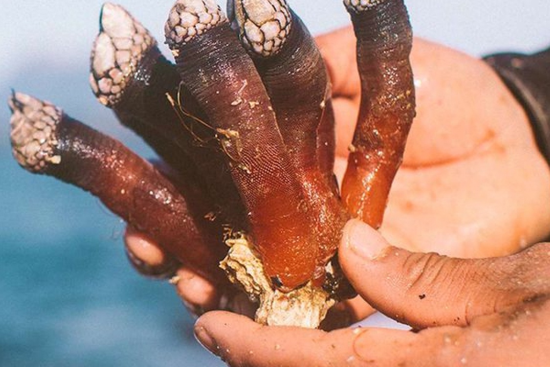 Nghe san 'ngon tay quy' cua ngu dan bien hinh anh