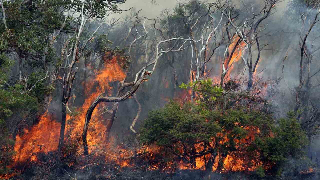 Cháy rừng Australia ảnh 9 Chay rung Australia anh 9
