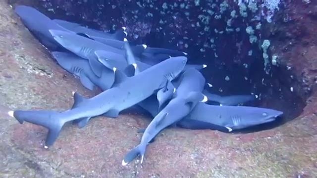 Hien tuong la ca map chong len nhau de ngu hinh anh