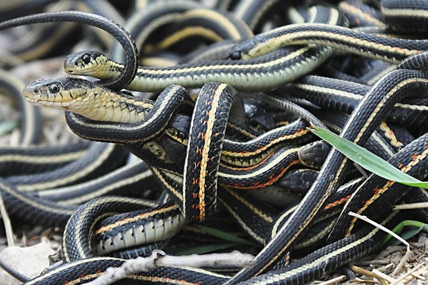 Hang nghin con ran chui khoi hang khi xuan den hinh anh