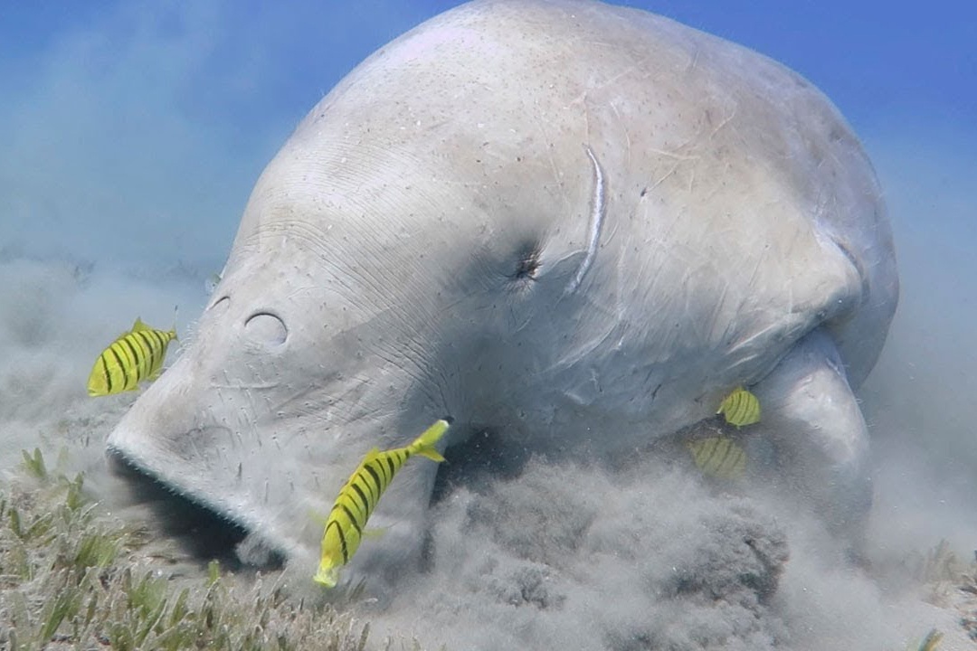 Tho lan dung do bo bien o Ai Cap hinh anh