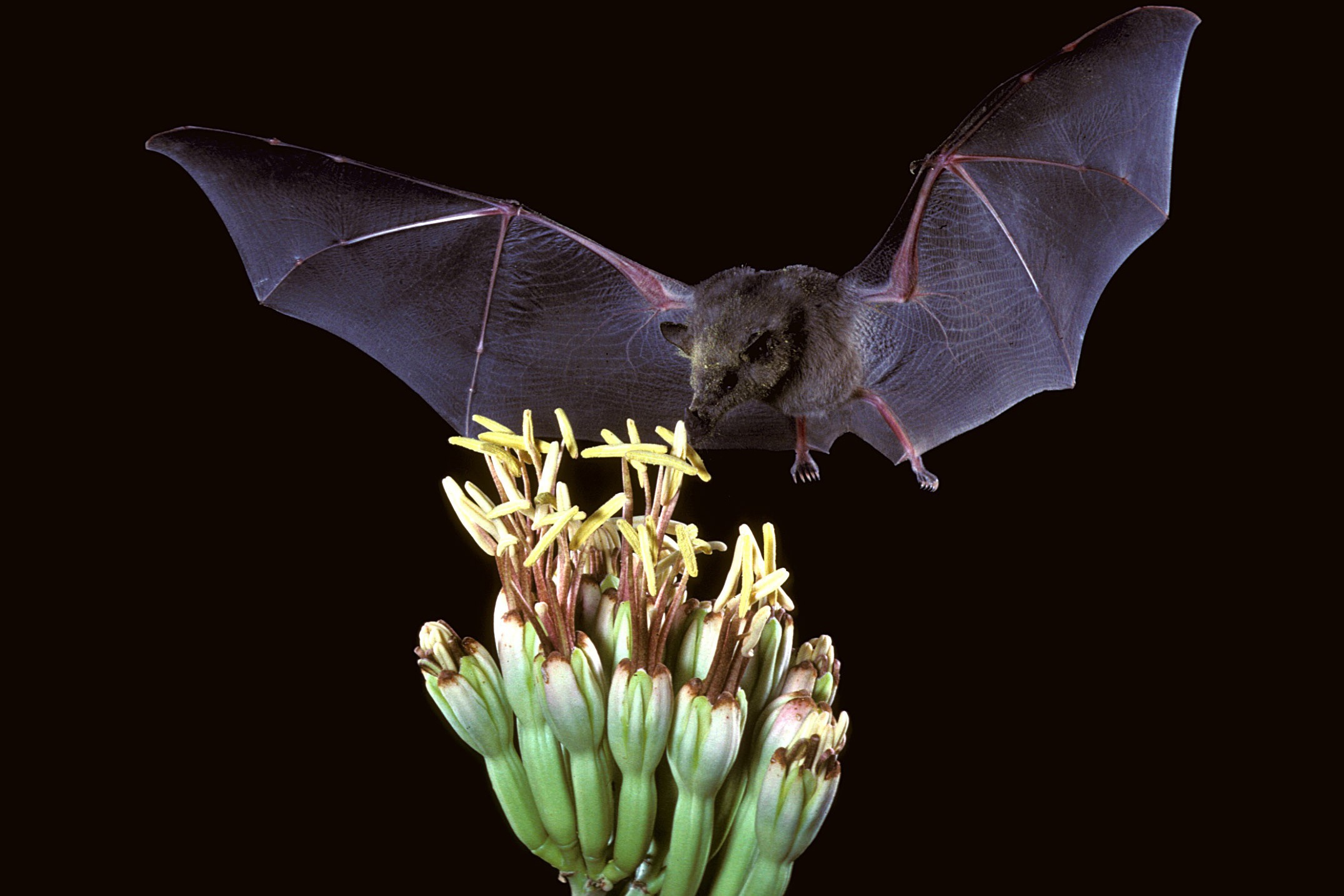 Canh loai doi hut mat hoa xuong rong hinh anh