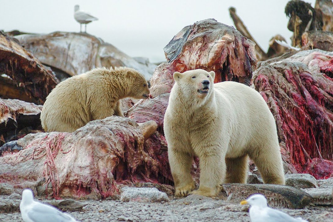 Cach cho con an cua gau trang Bac Cuc hinh anh