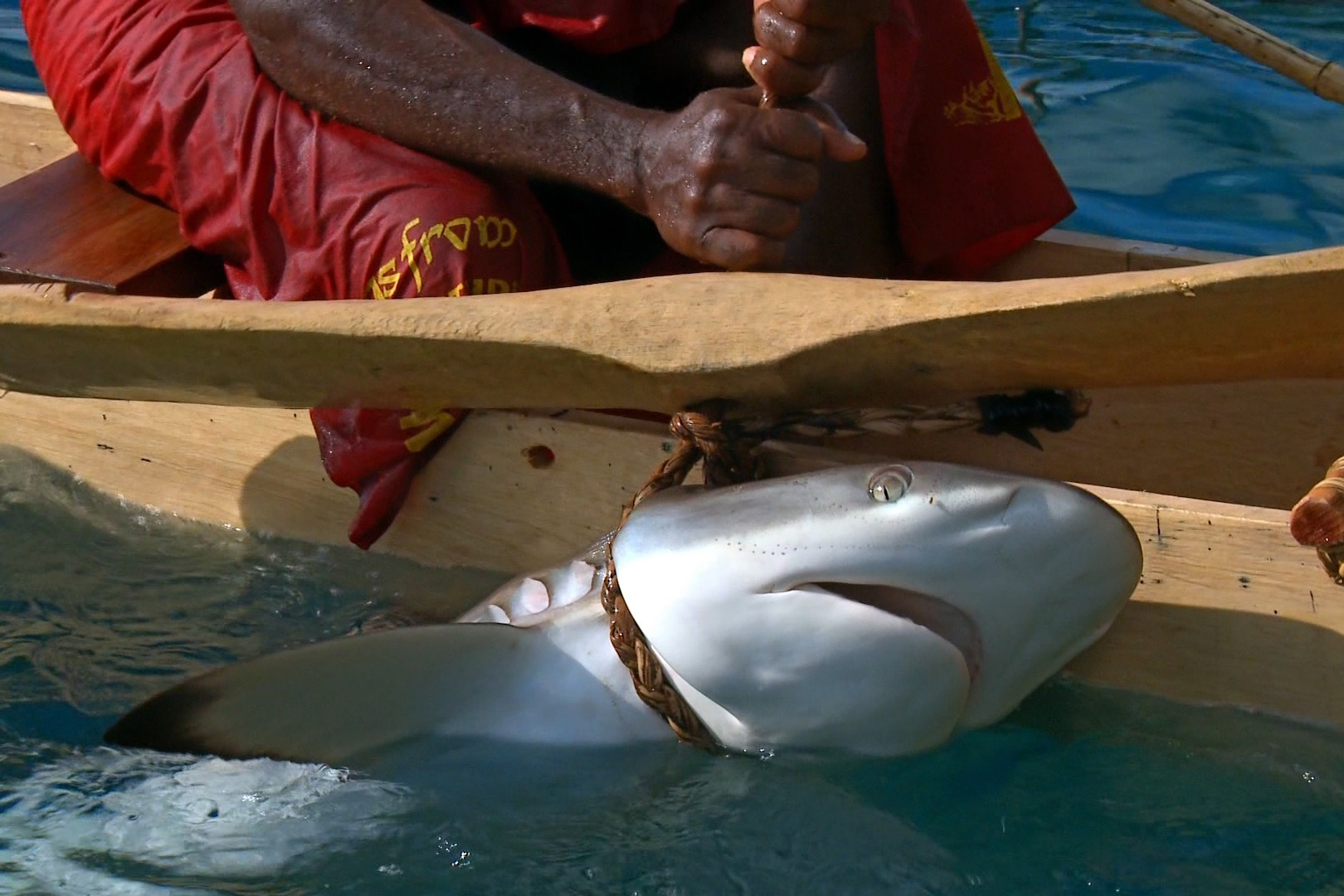 Nghe san ca map cua 'phu thuy bien ca' hinh anh