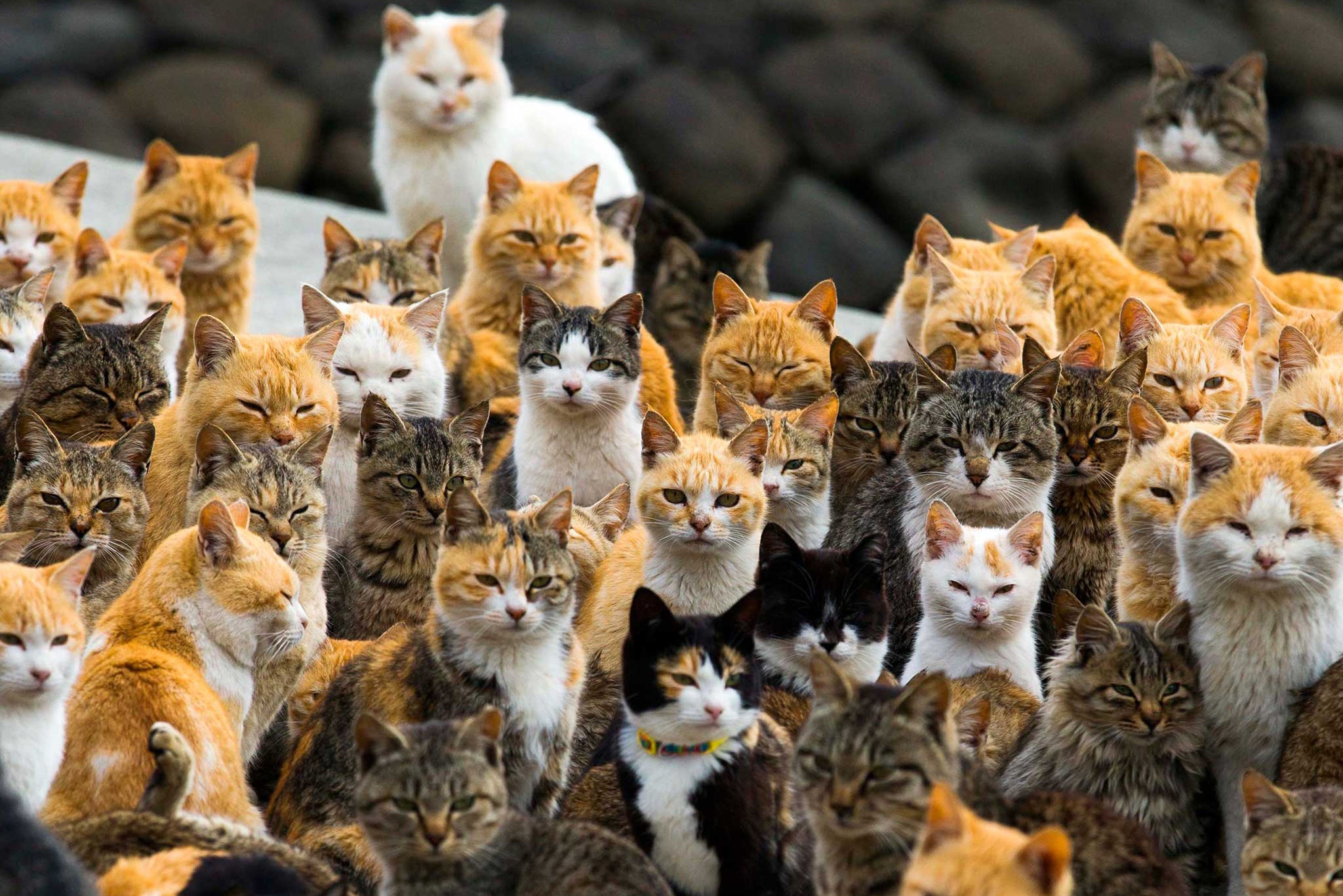 Hon dao co 6 nguoi va 250 con meo o Nhat hinh anh