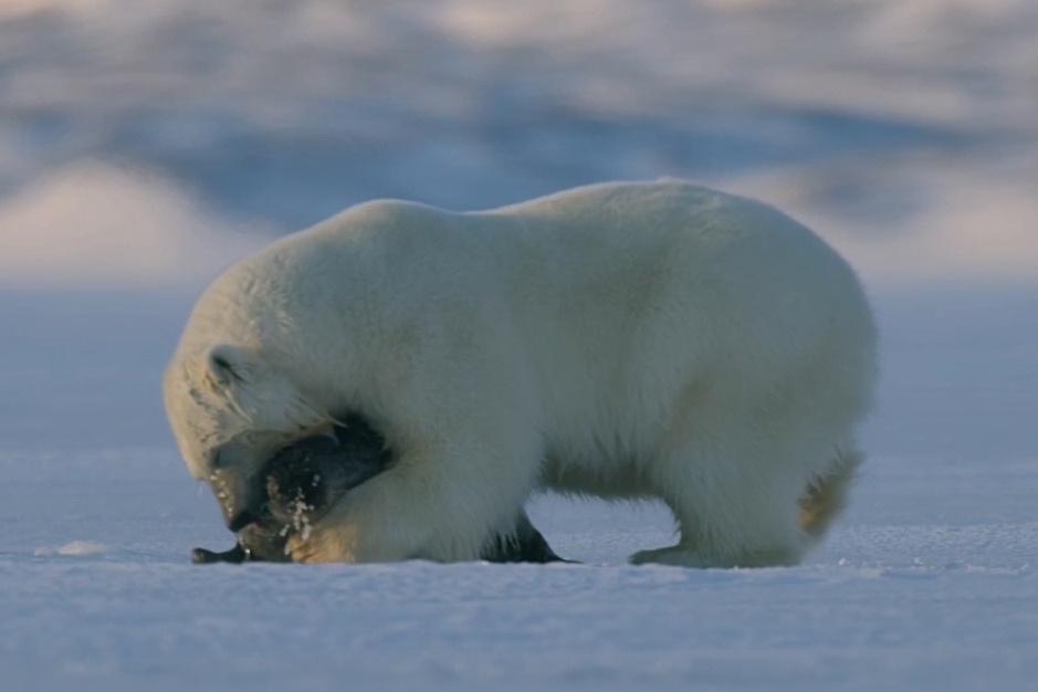 Gau Bac Cuc san moi sau thoi gian dai ngu dong hinh anh