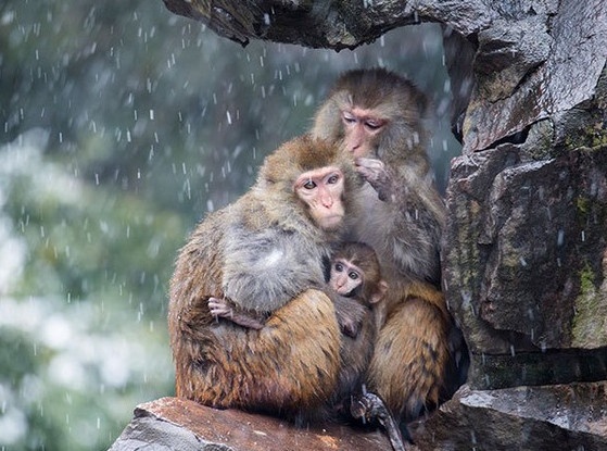 Cach sinh ton trong dem bang gia cua loai khi Nhat Ban hinh anh