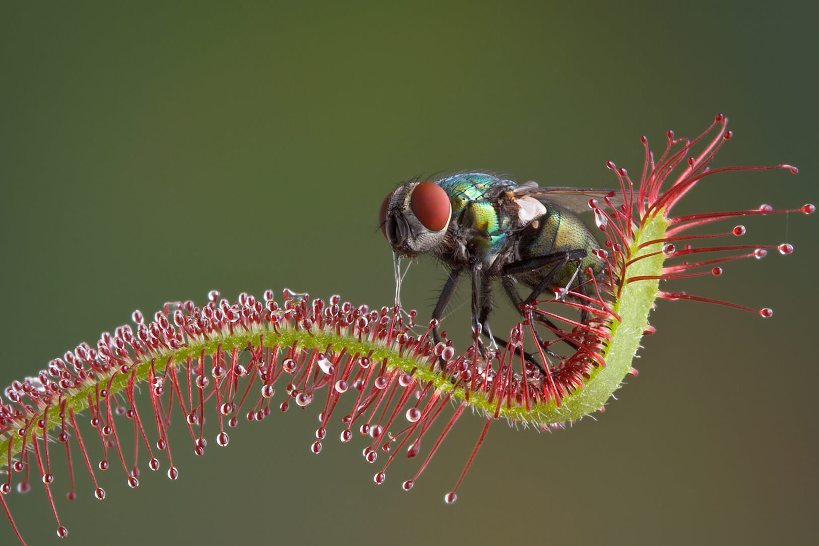 Kha nang cuon chat con moi cua loai cay an thit hinh anh