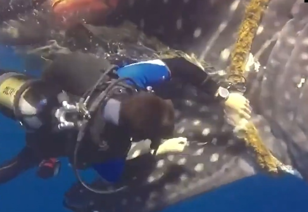 Tho lan lieu linh giai cuu ca map voi mac ket hinh anh