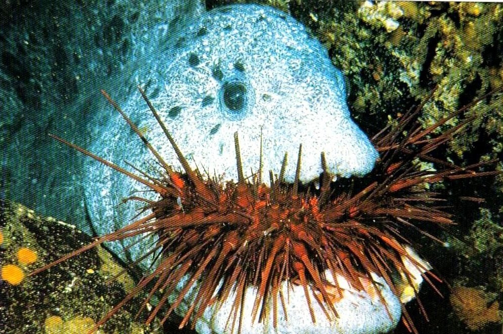 Bo ham co the nghien moi thuc an cua luon soi hinh anh