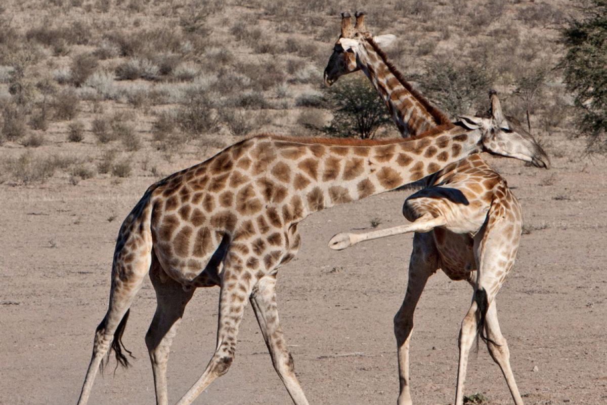 Cach tan cong ke dich cua huou cao co hinh anh