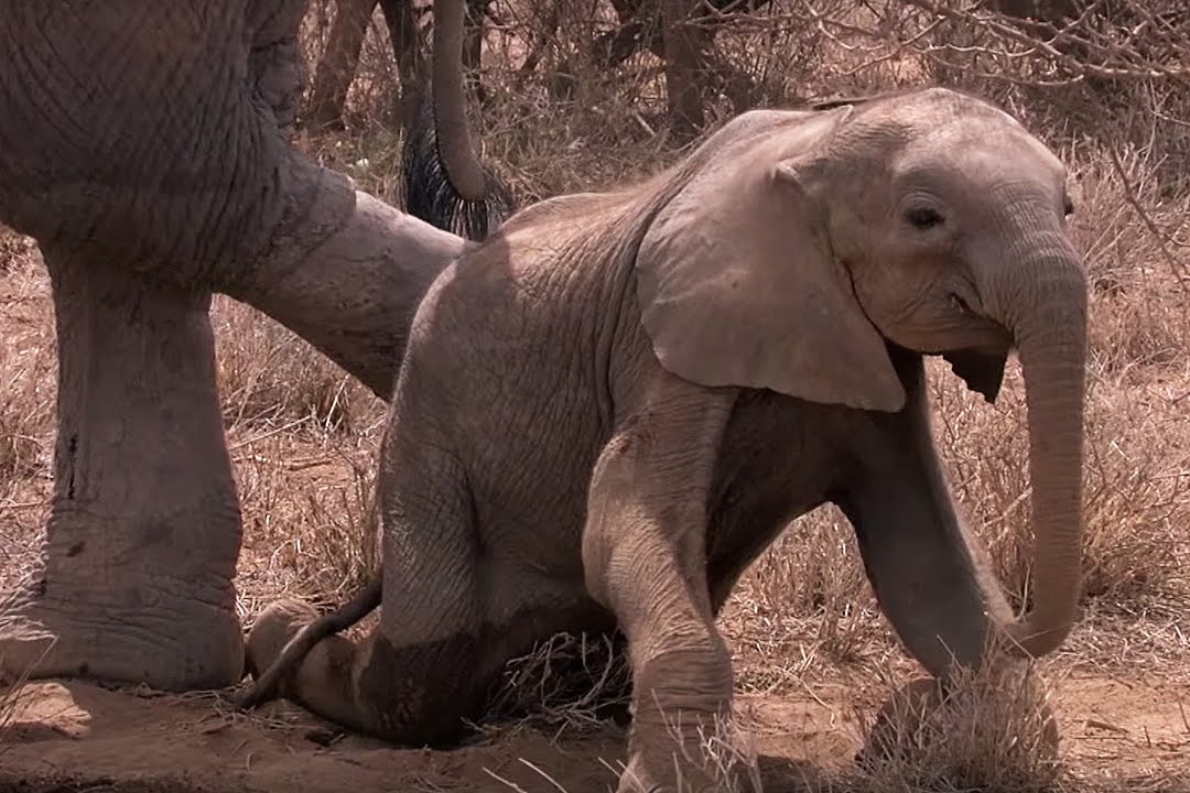 Voi con chet ben me do han han keo dai hinh anh