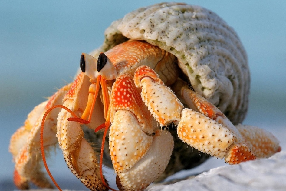 Cach sinh ton doc dao cua loai oc muon hon hinh anh