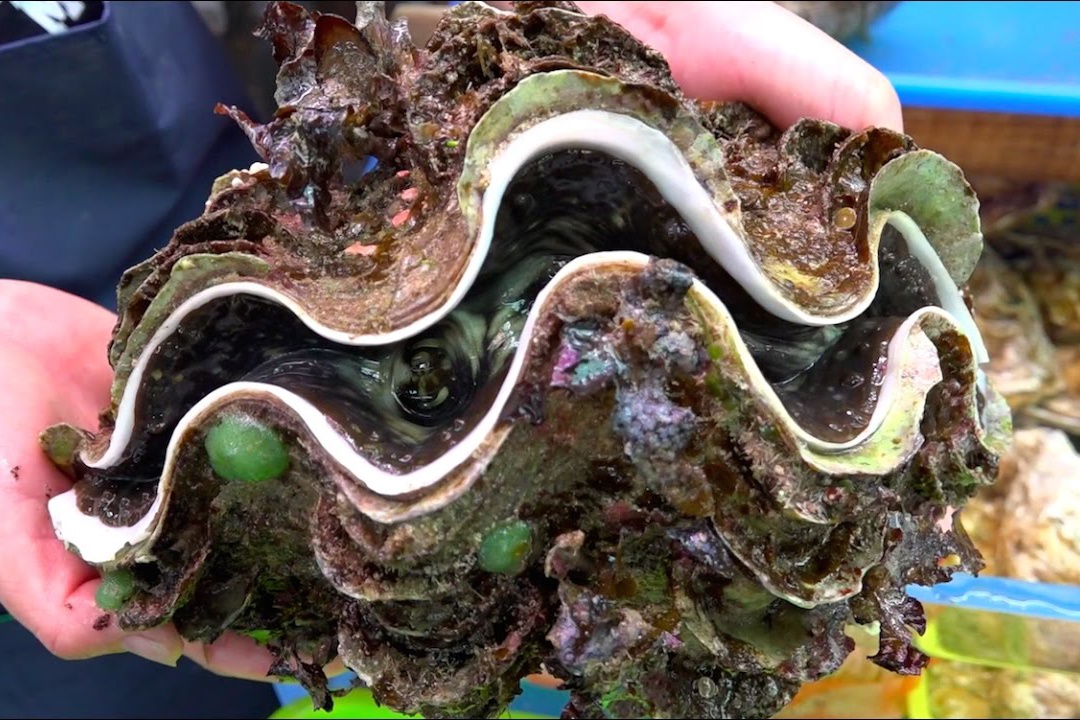 Cach so che so tai tuong quy hiem o Nhat Ban hinh anh