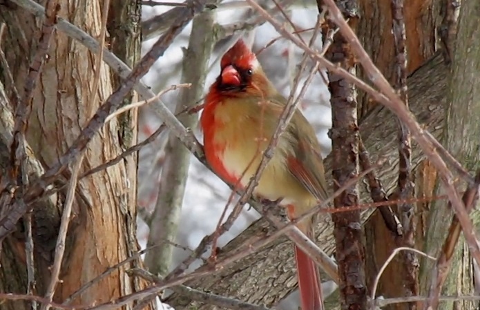 Con chim chao mao nua phai la trong, nua trai la mai hinh anh
