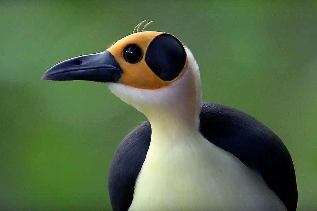 Loai chim song o Congo hon 44 trieu nam hinh anh