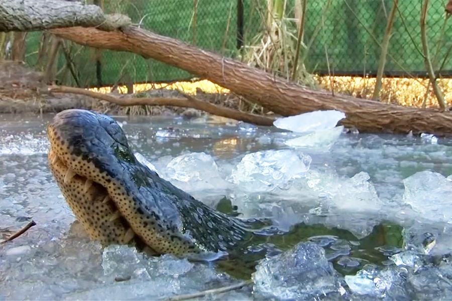 Vi sao ca sau co the 'ngu dong' giua dong song bang gia hinh anh