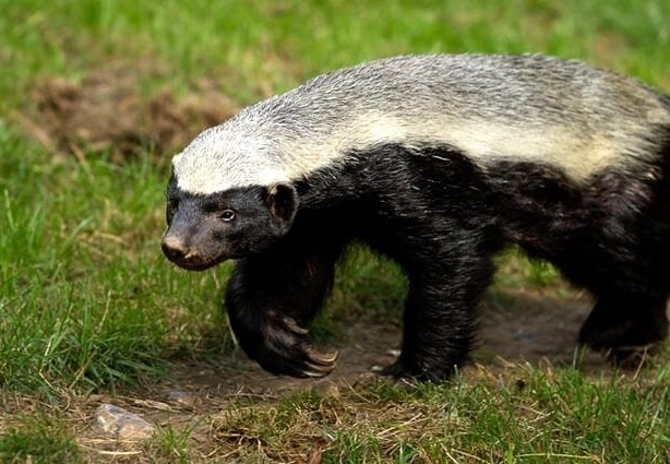 Lung mat co phai la loai dong vat thong minh nhat the gioi? hinh anh