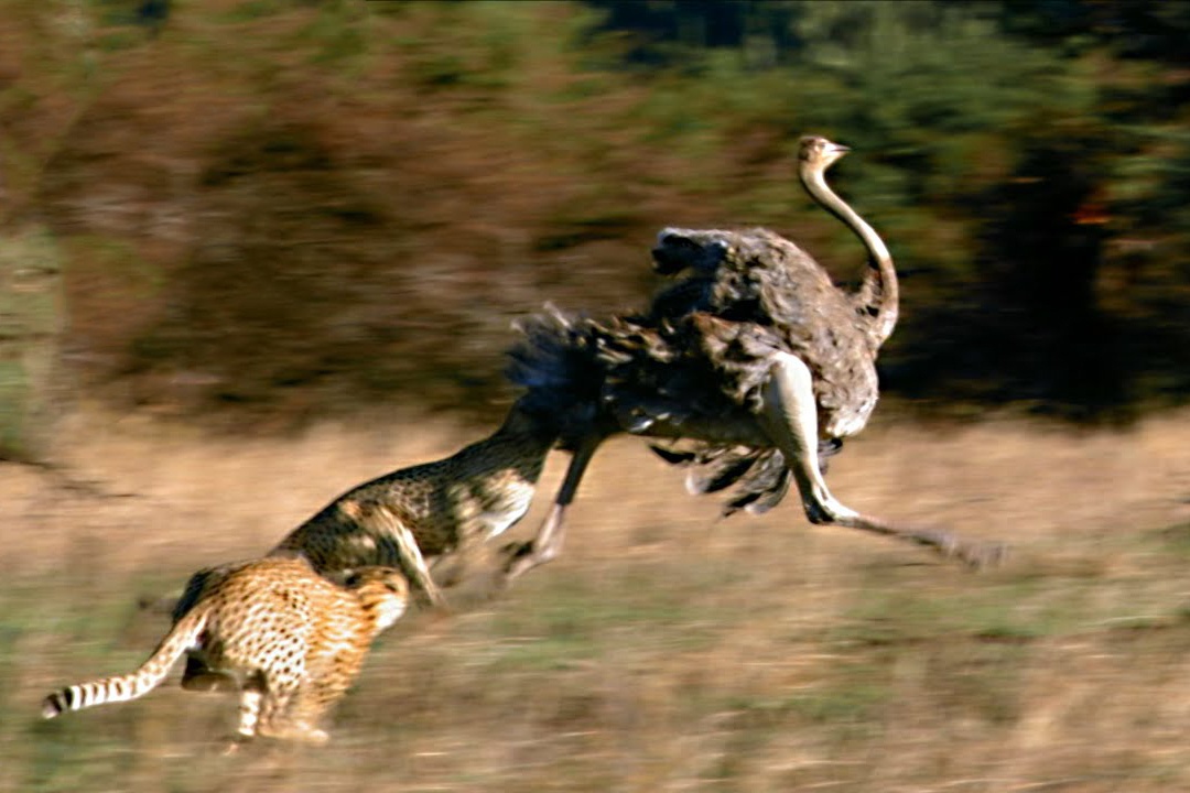 Bao san but toc lay mang da dieu hinh anh