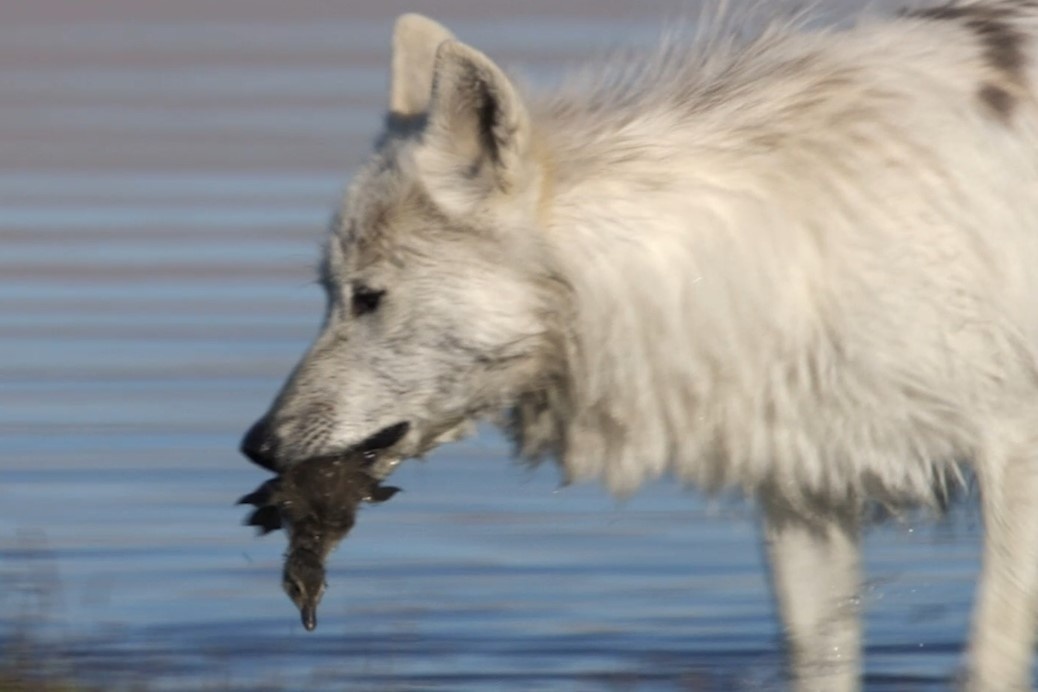 Cho soi Bac Cuc san vit con hinh anh