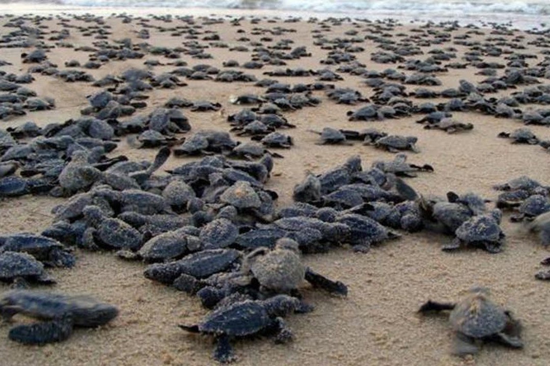 Hang tram rua con vuot 'cua tu' o chau Phi hinh anh
