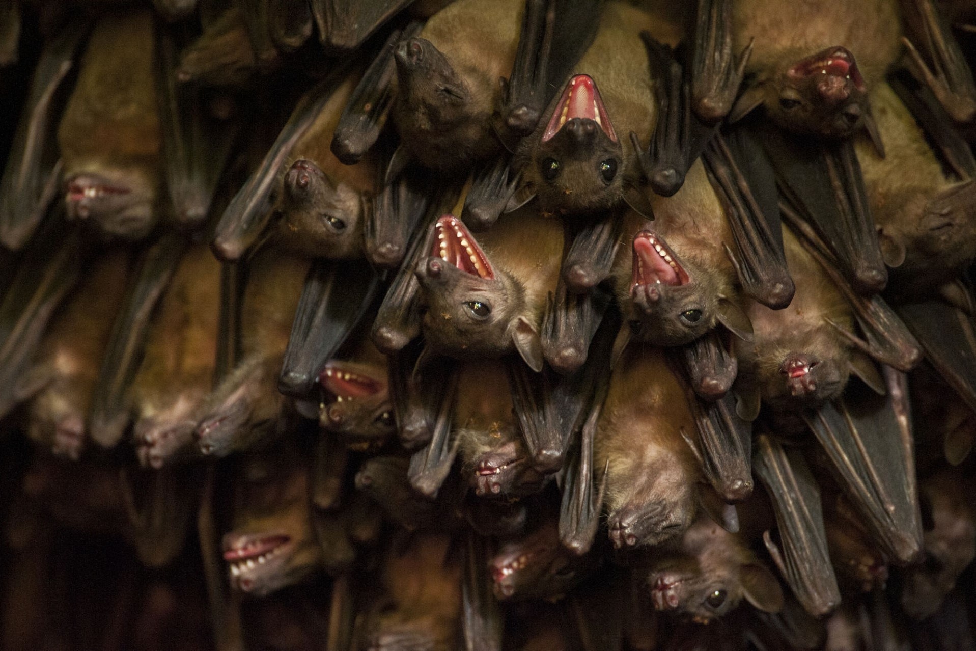 Hang dong chua nhieu doi nhat the gioi hinh anh