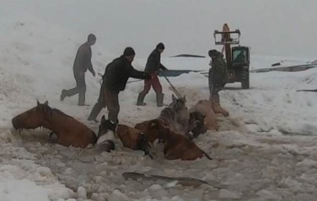 Nhom nguoi giai cuu dan ngua bi mac ket trong ho bang hinh anh