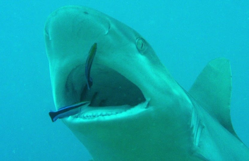 Loai ca chuyen kiem an trong mieng ca map hinh anh