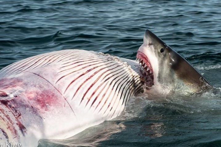 Dan ca map trang xau xe xac ca voi hinh anh