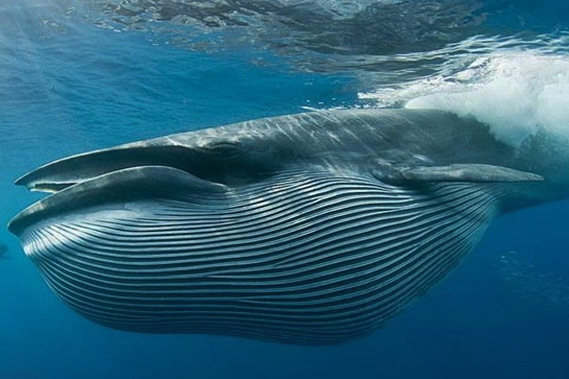 Cach san moi cua ca voi nang 30 tan hinh anh