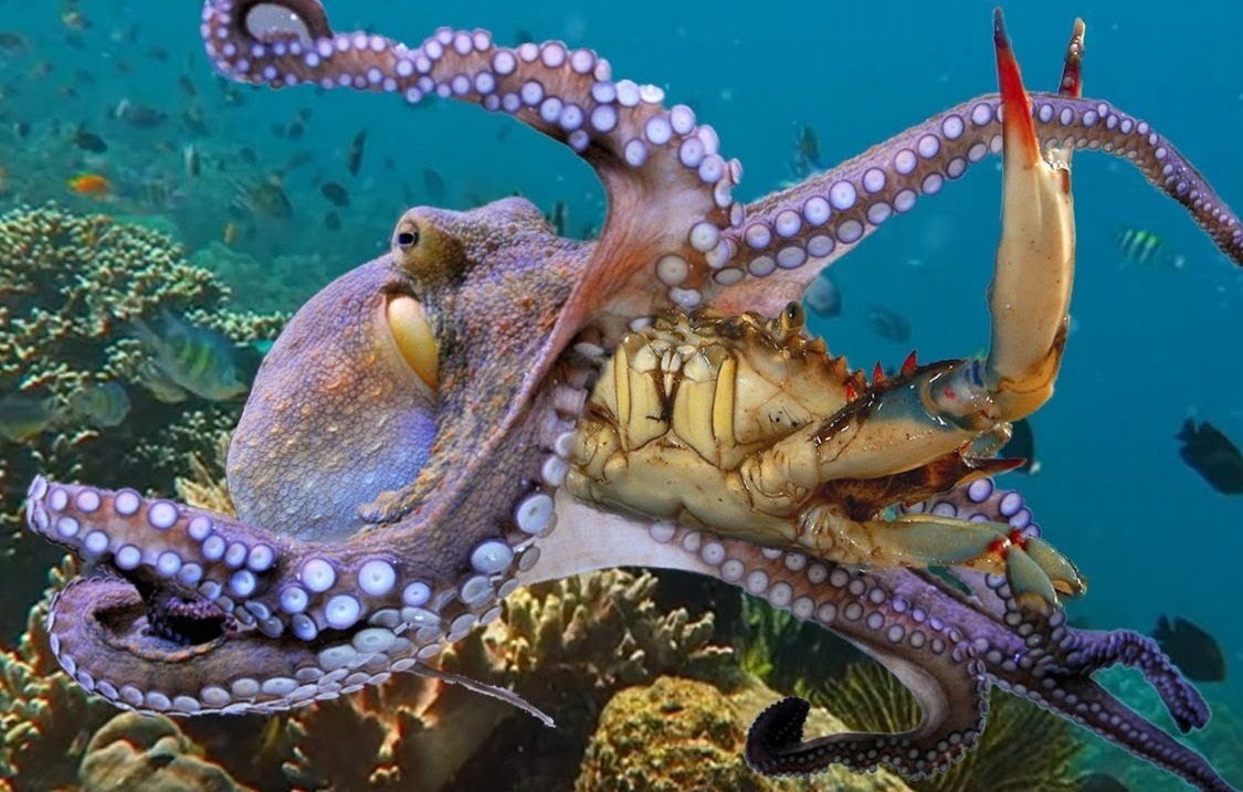 Hai cau giai cuu cua khoi bach tuoc hinh anh