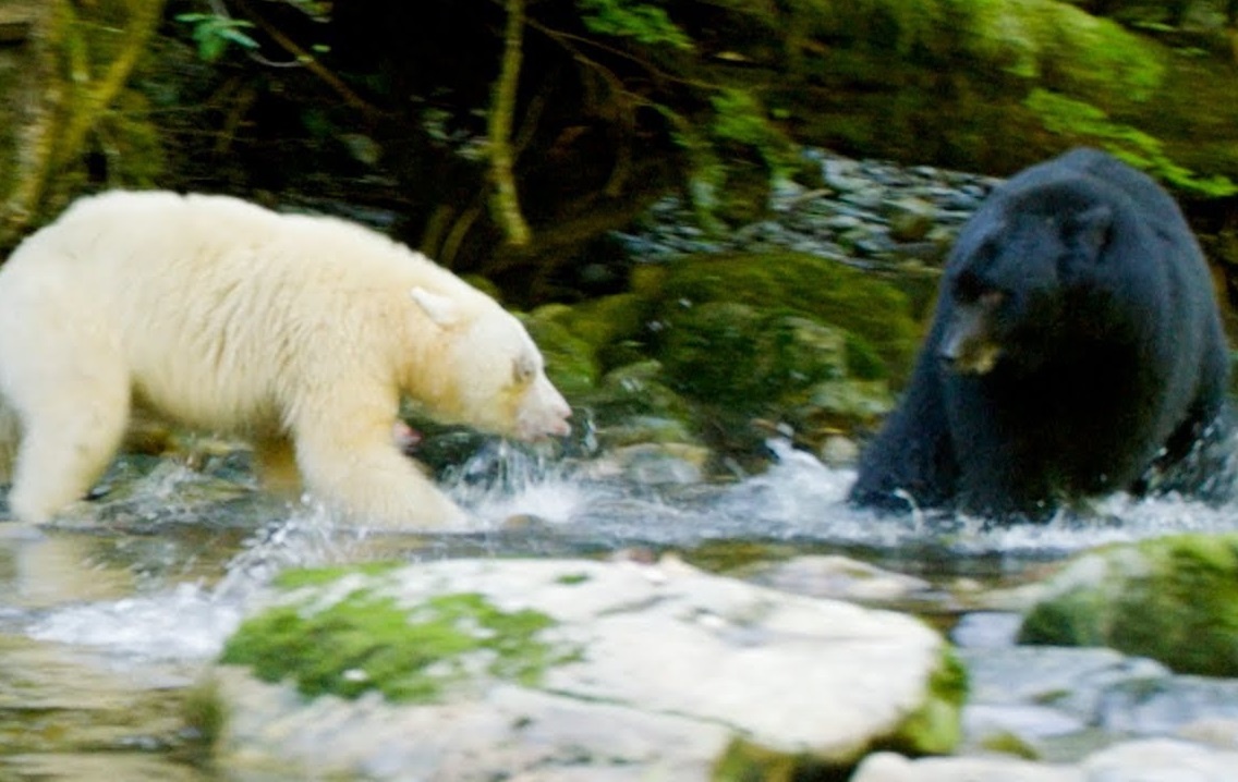 Gau me chien dau voi ke thu de bao ve con hinh anh