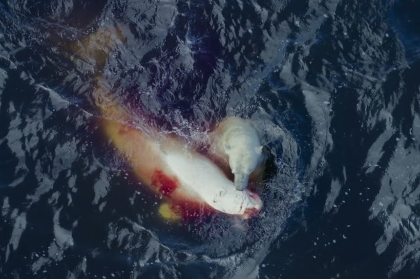 Cach san ca voi trang cua gau Bac Cuc hinh anh